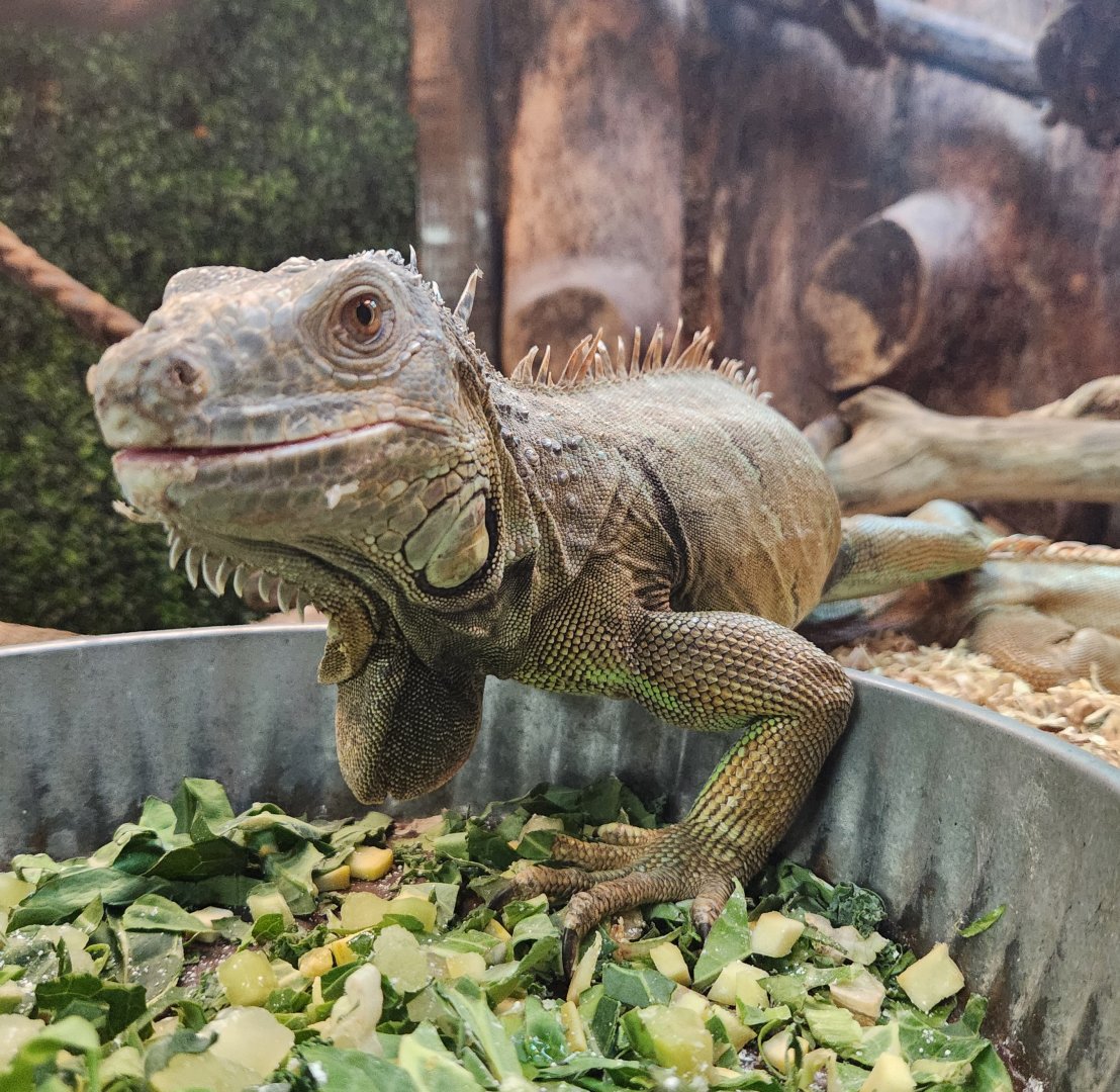 Little Ponderosa Zoo - Green Iguana