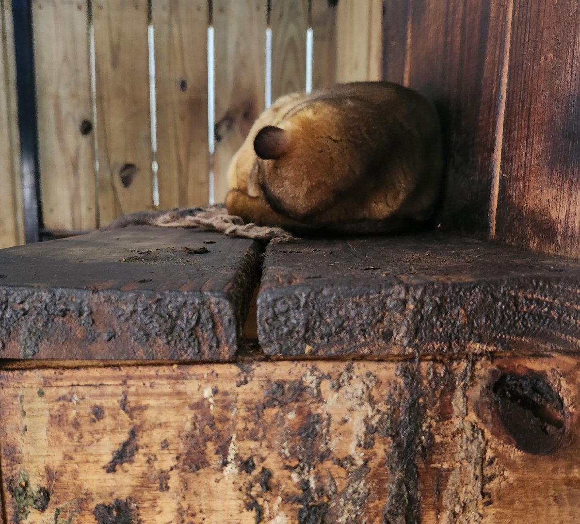 Little Ponderosa Zoo - Kinkajou