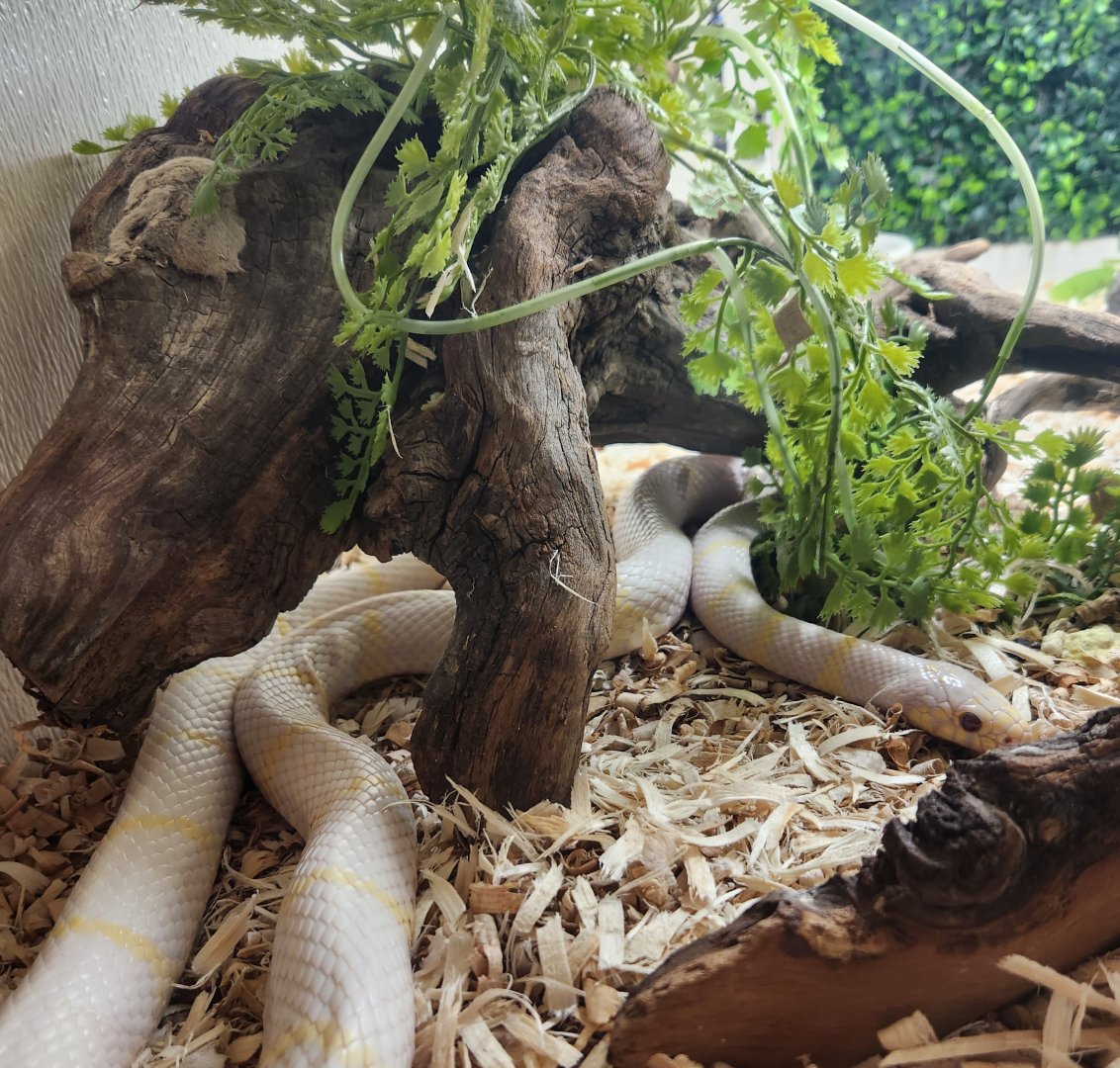 Little Ponderosa Zoo - Lampropeltis getula (albino)