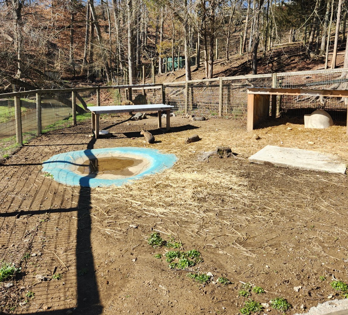 Little Ponderosa Zoo - Patagonian Mara yard