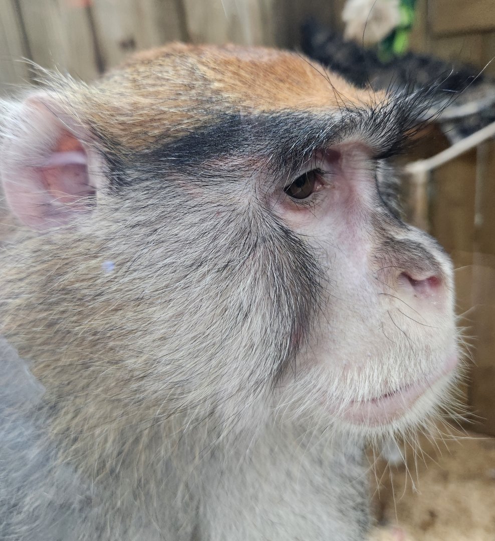 Little Ponderosa Zoo - Patas Monkey portrait