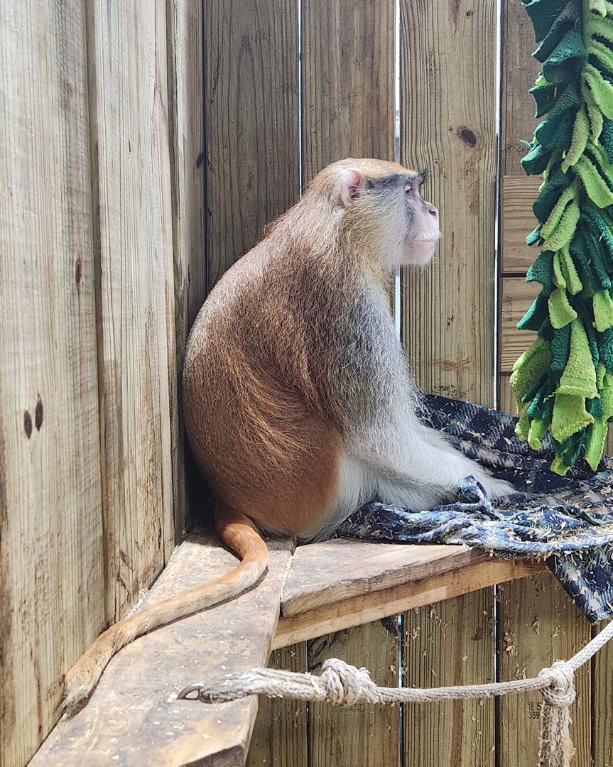 Little Ponderosa Zoo - Patas Monkey