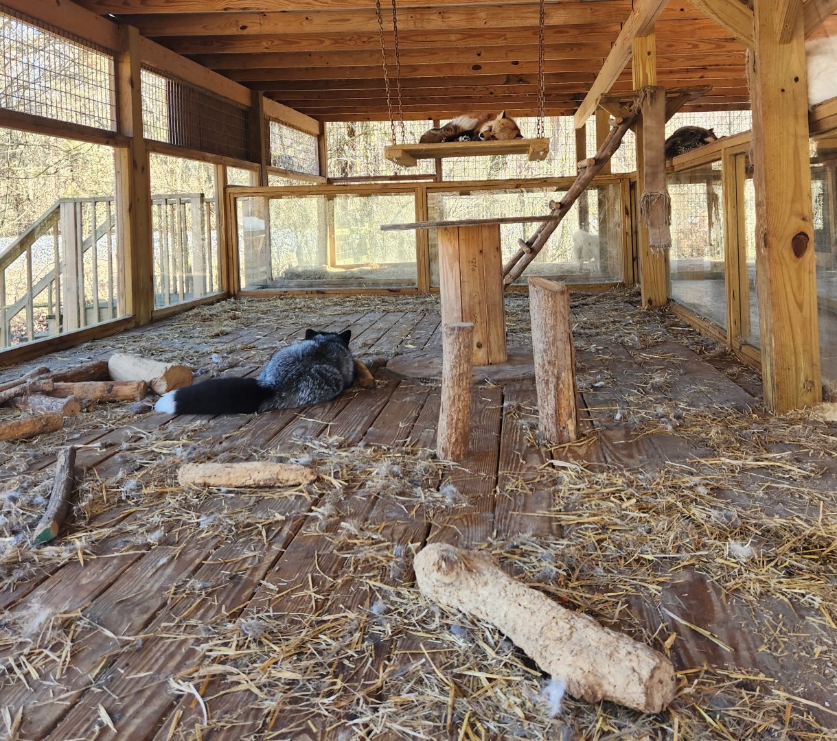 Little Ponderosa Zoo - Red Foxes