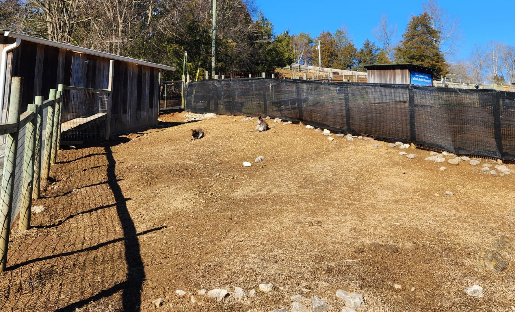 Little Ponderosa Zoo - Red-necked Wallaby yard