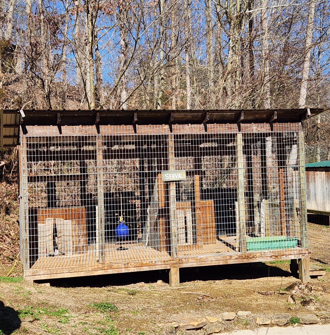 Little Ponderosa Zoo - Serval exhibit