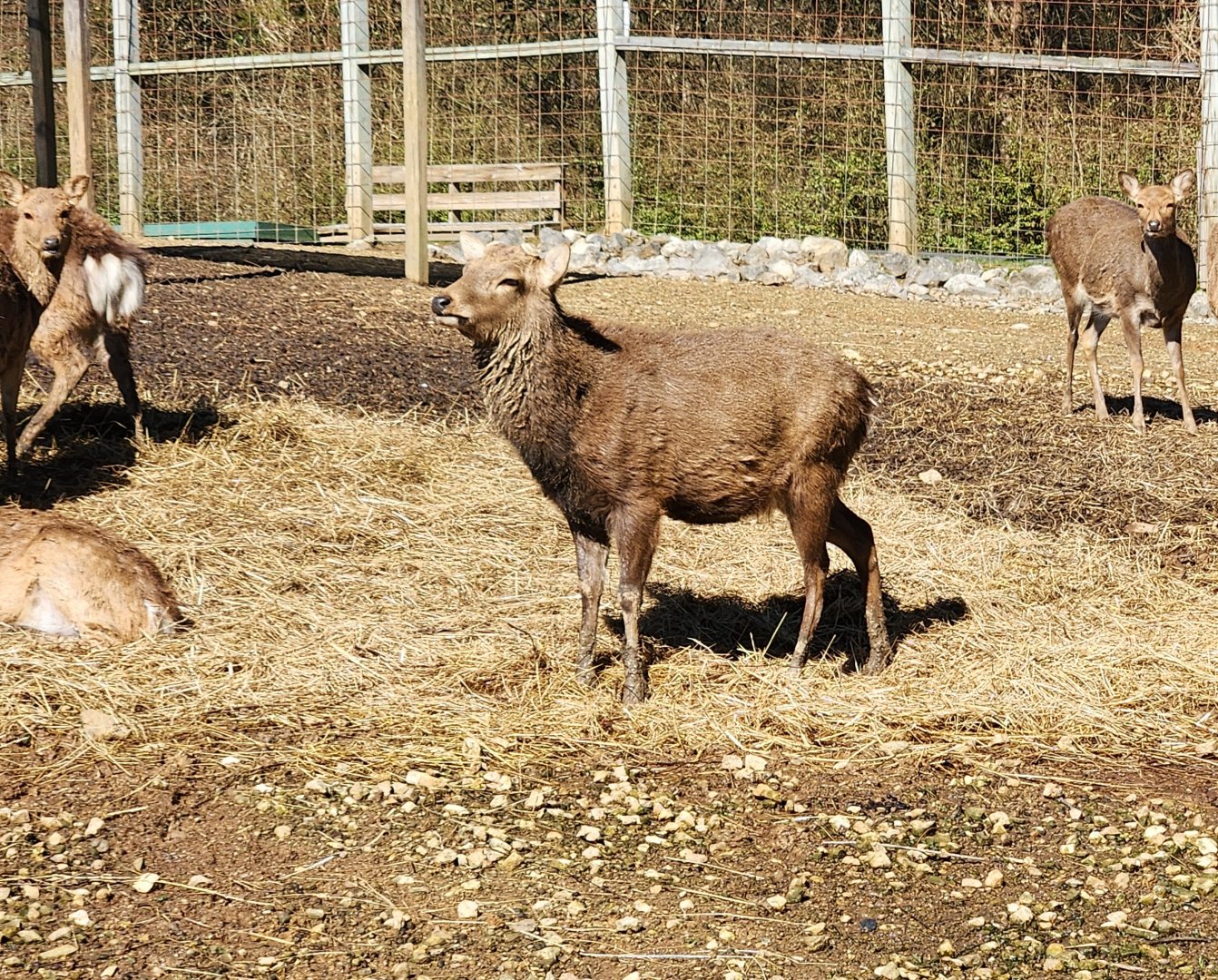 Little Ponderosa Zoo - Sika Deer