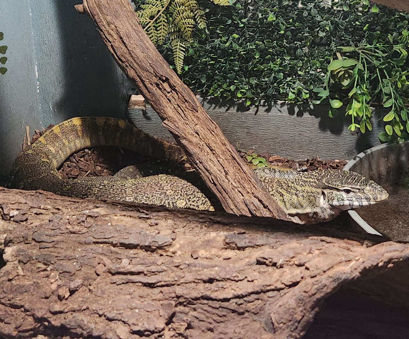 Little Ponderosa Zoo - Varanus niloticus