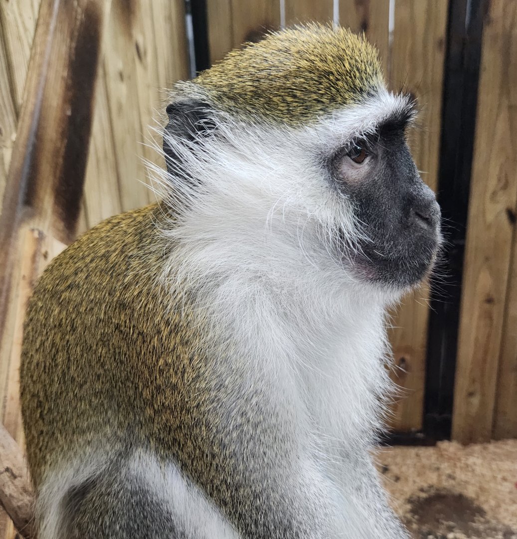 Little Ponderosa Zoo - Vervet Monkey