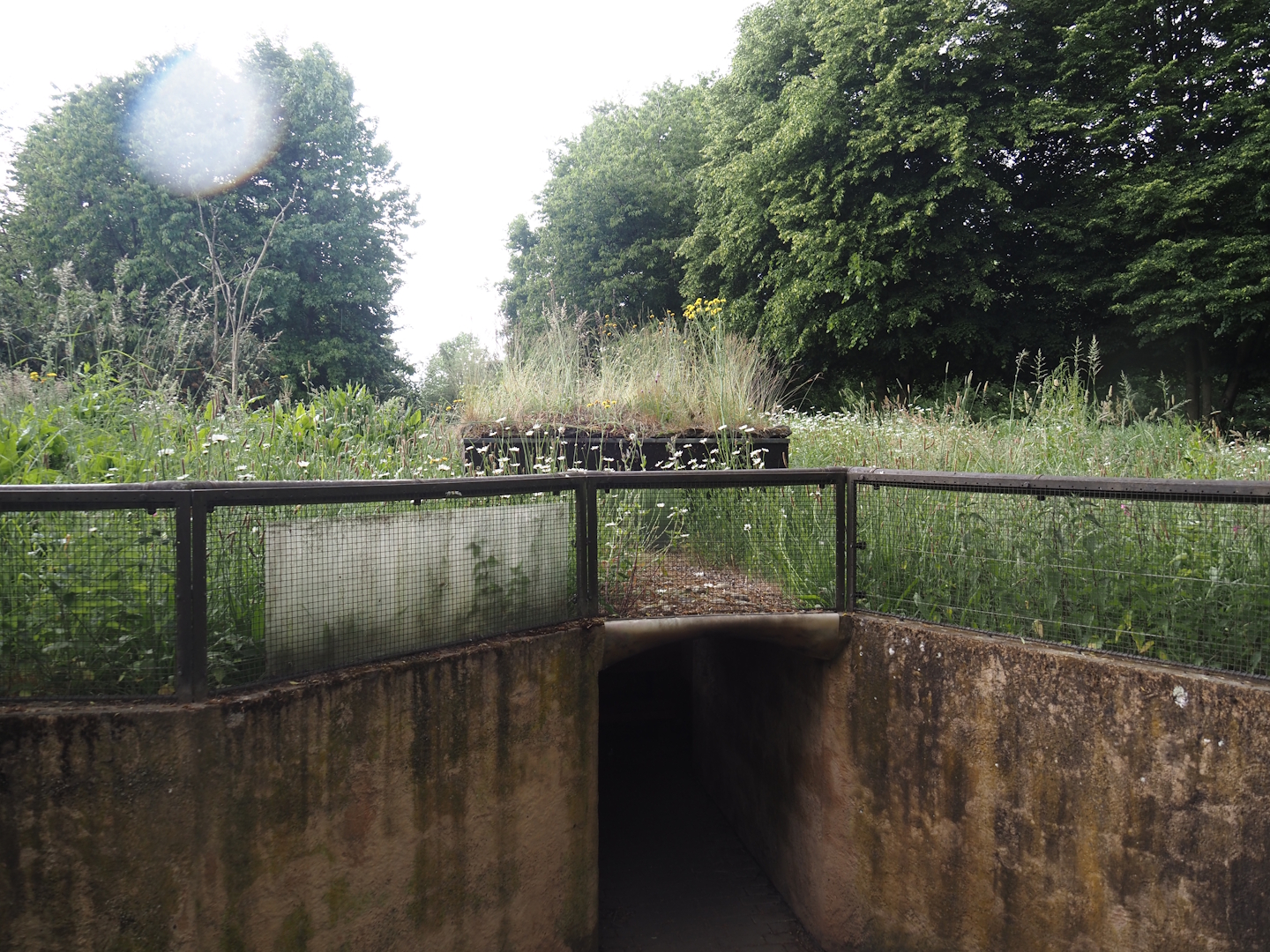 Little pop-up dome in the former prairie dog exhibit, now wildlife and pollinator garden, 2025-05-22
