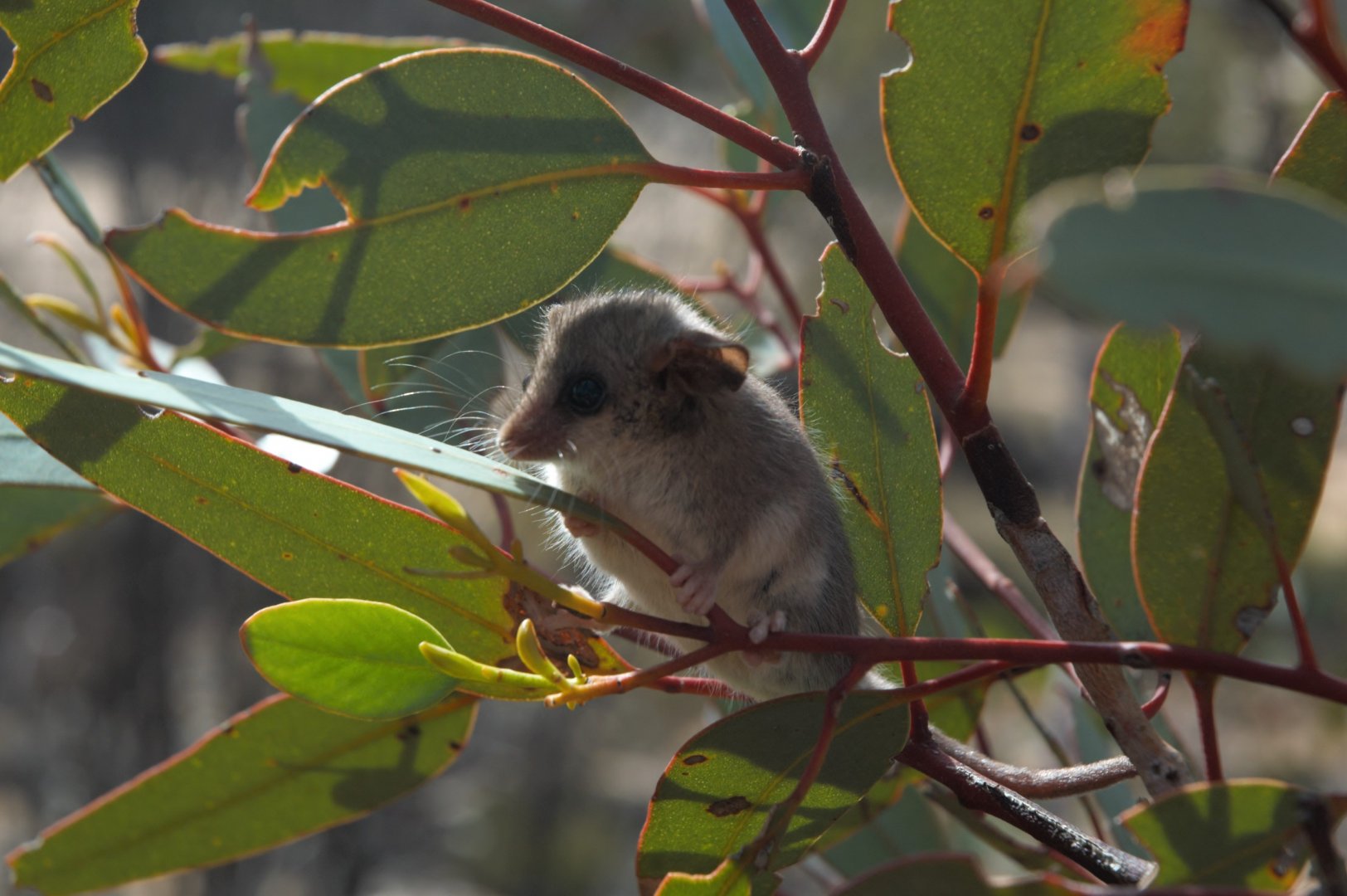 Little Pygmy-possum (Cercartetus lepidus)