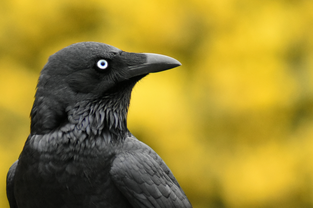 Little Raven - Corvus mellori