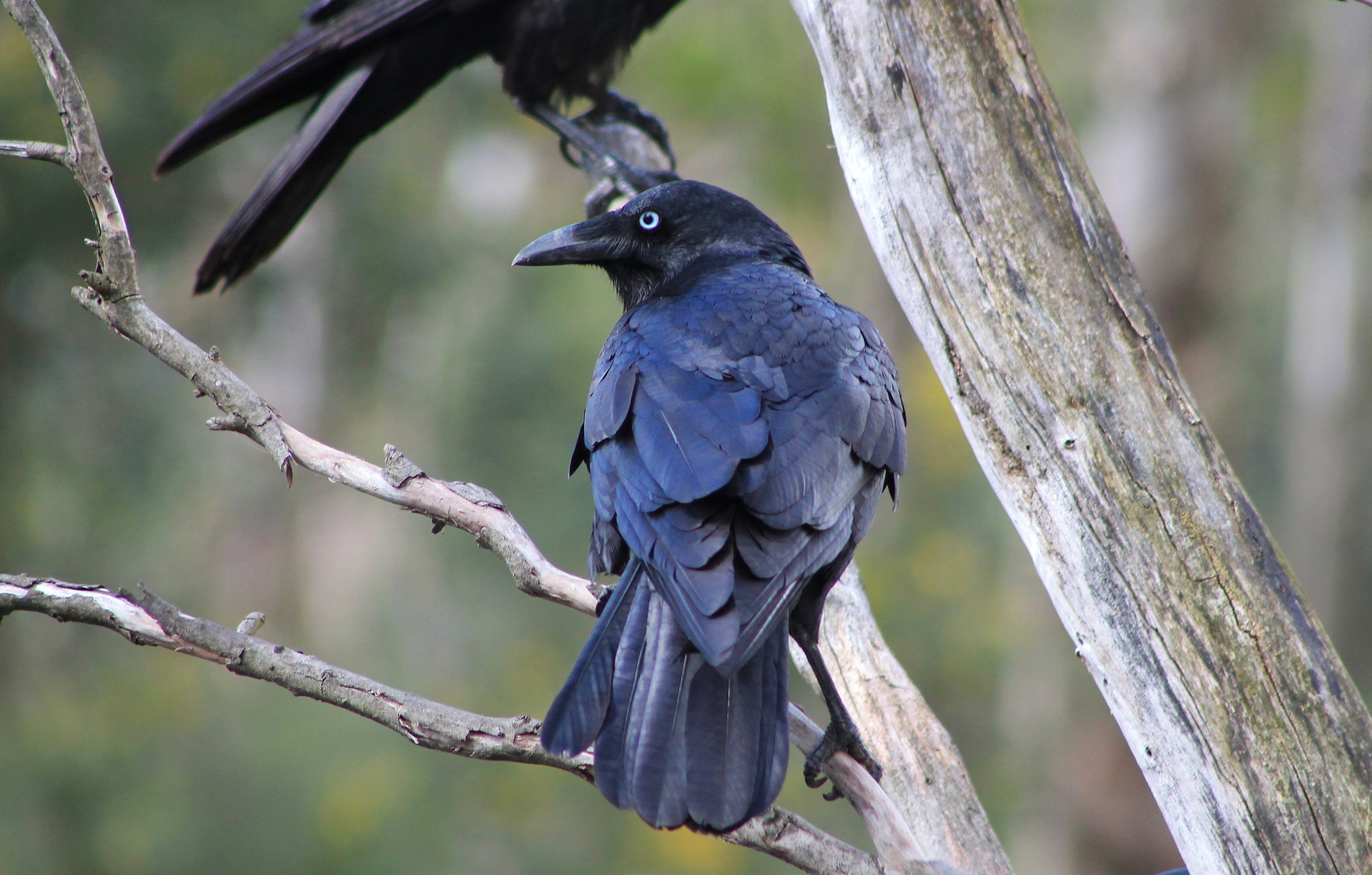 Little Raven (Corvus mellori)