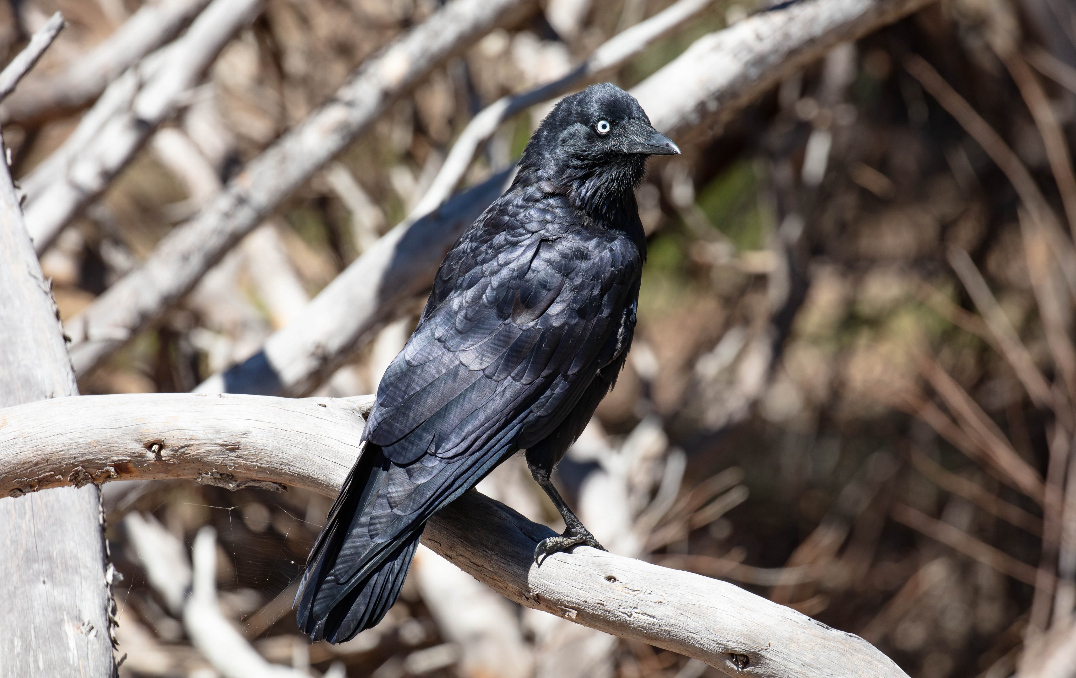 Little Raven (wild bird)