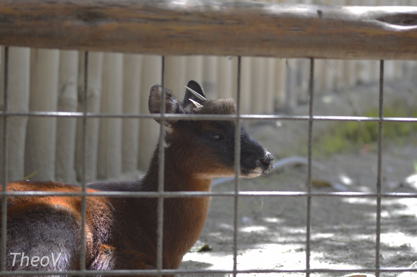 Little red brocket [2019]