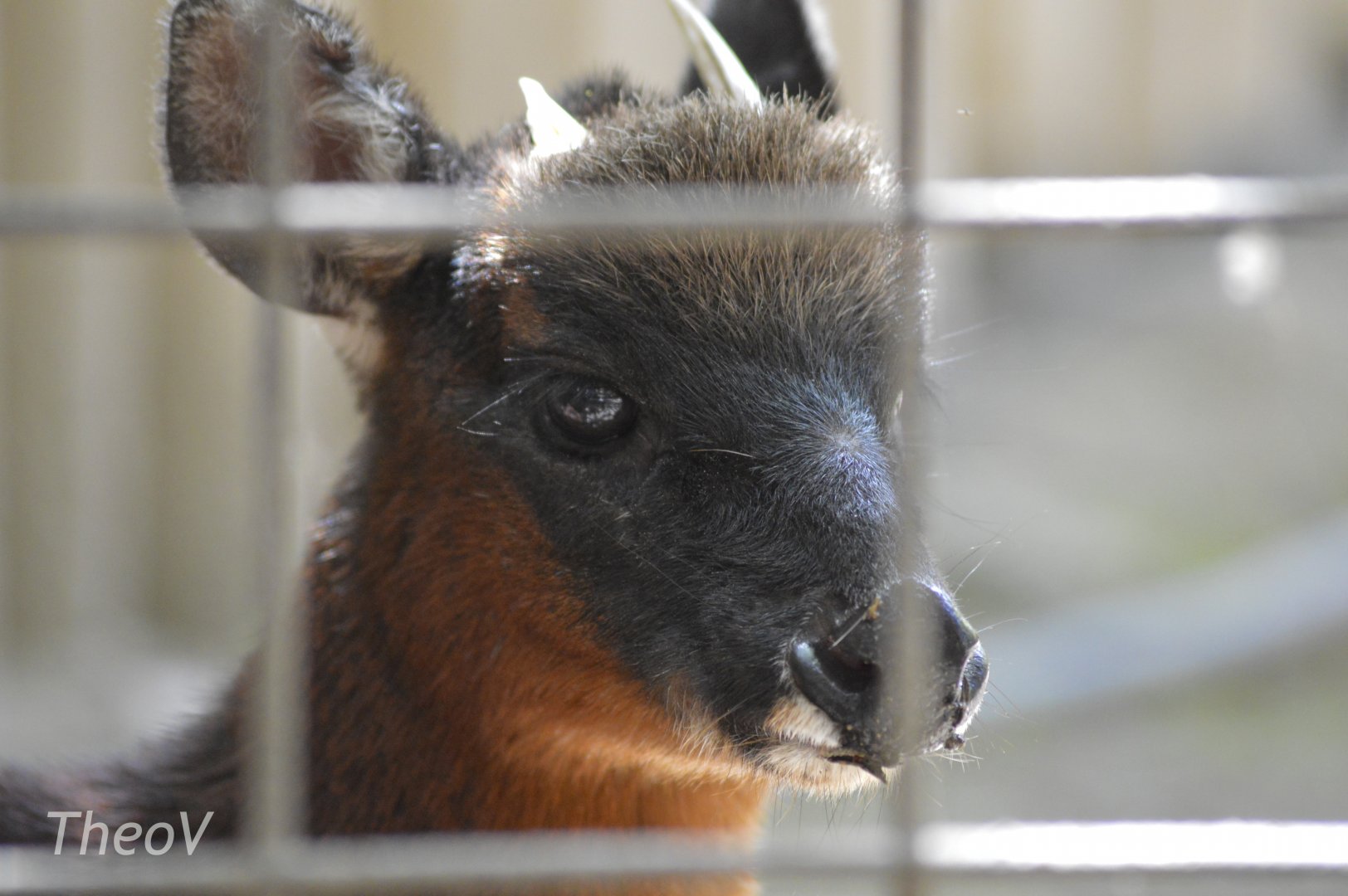 Little red brocket [2019]