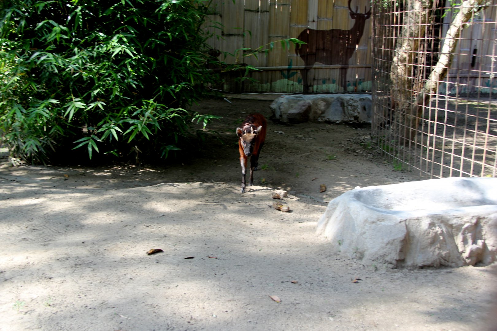 little red brocket (Mazama rufina) exhibit