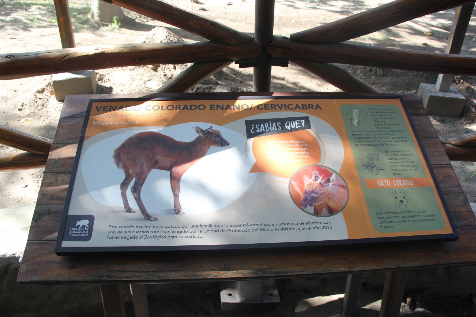 little red brocket (Mazama rufina) sign