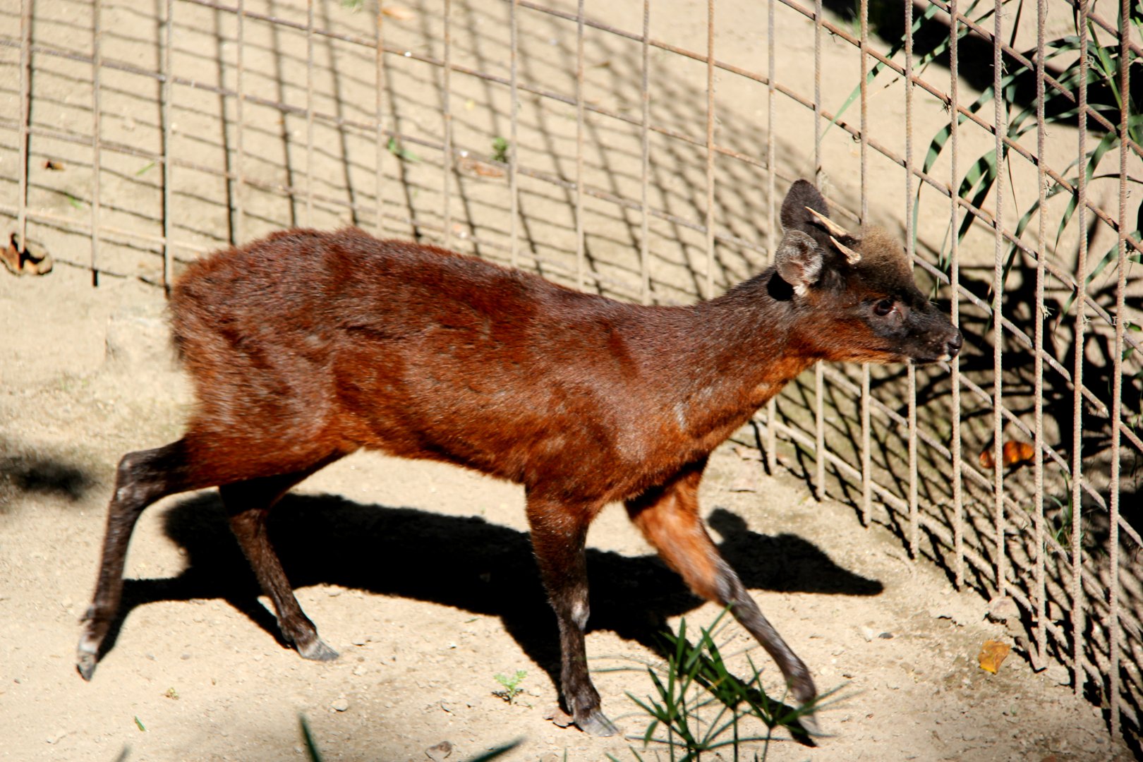 little red brocket (Mazama rufina)