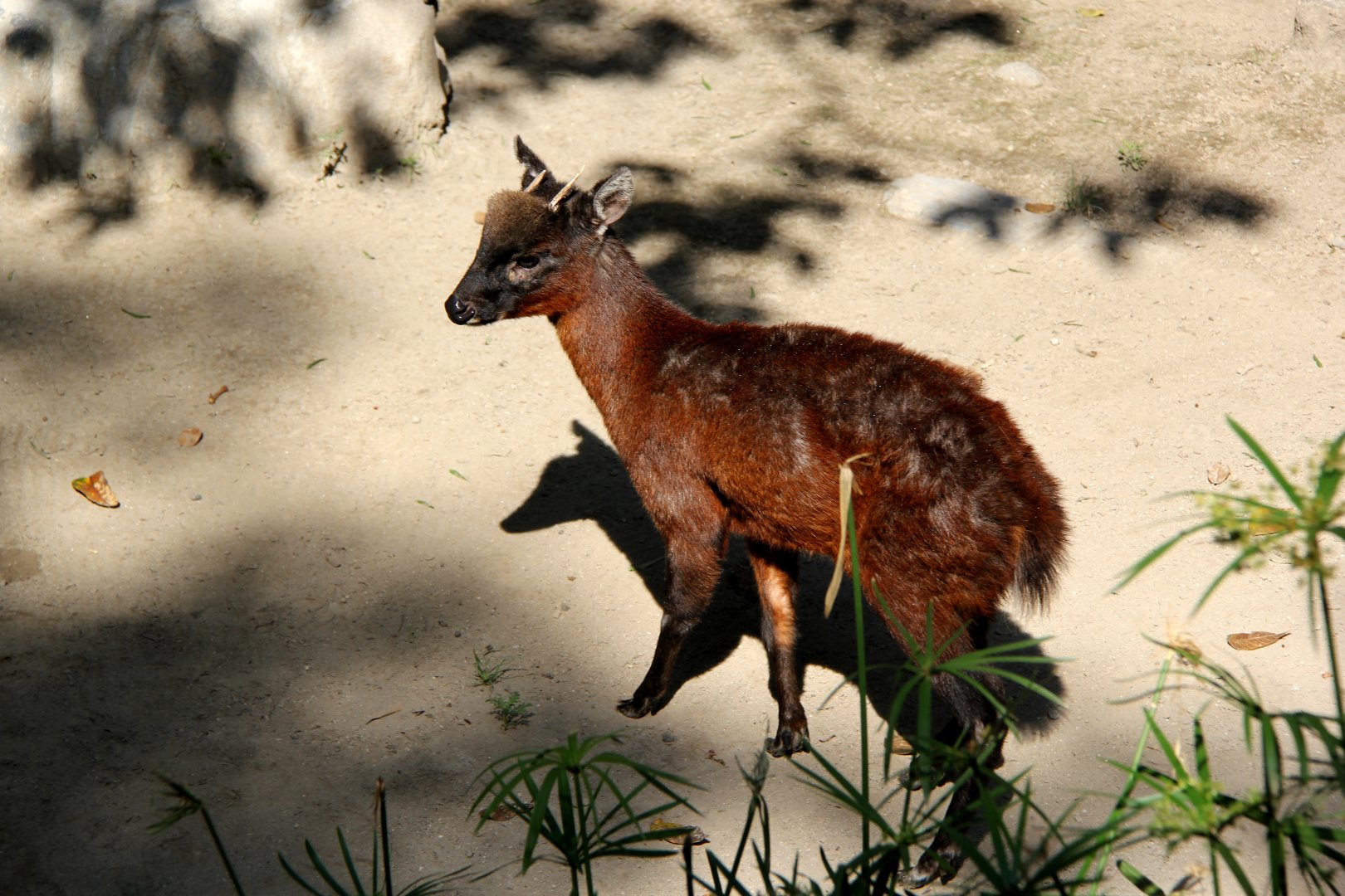 little red brocket (Mazama rufina)