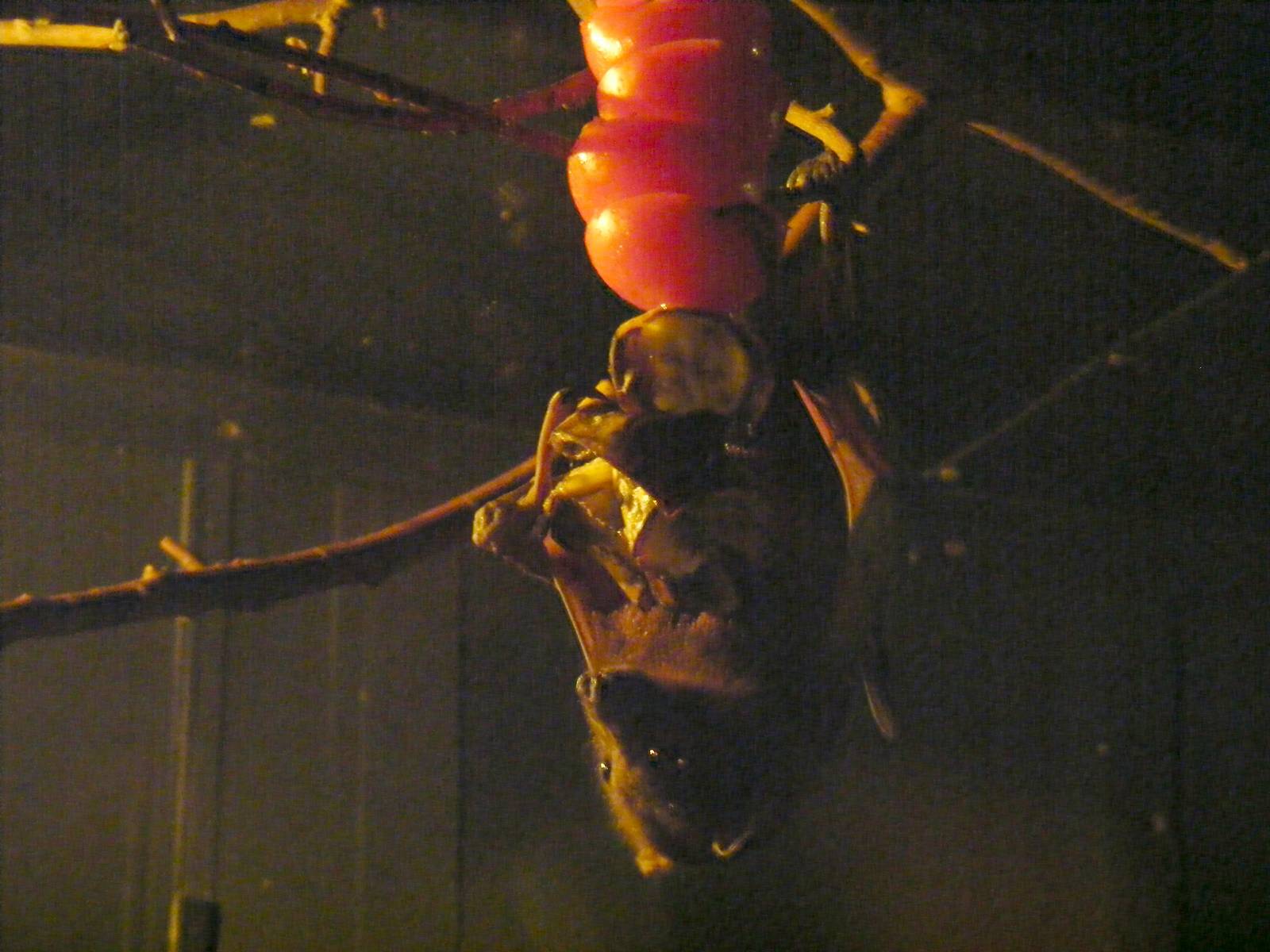 Little red flying fox at Wingham Wildlife Park, 15 August 2010