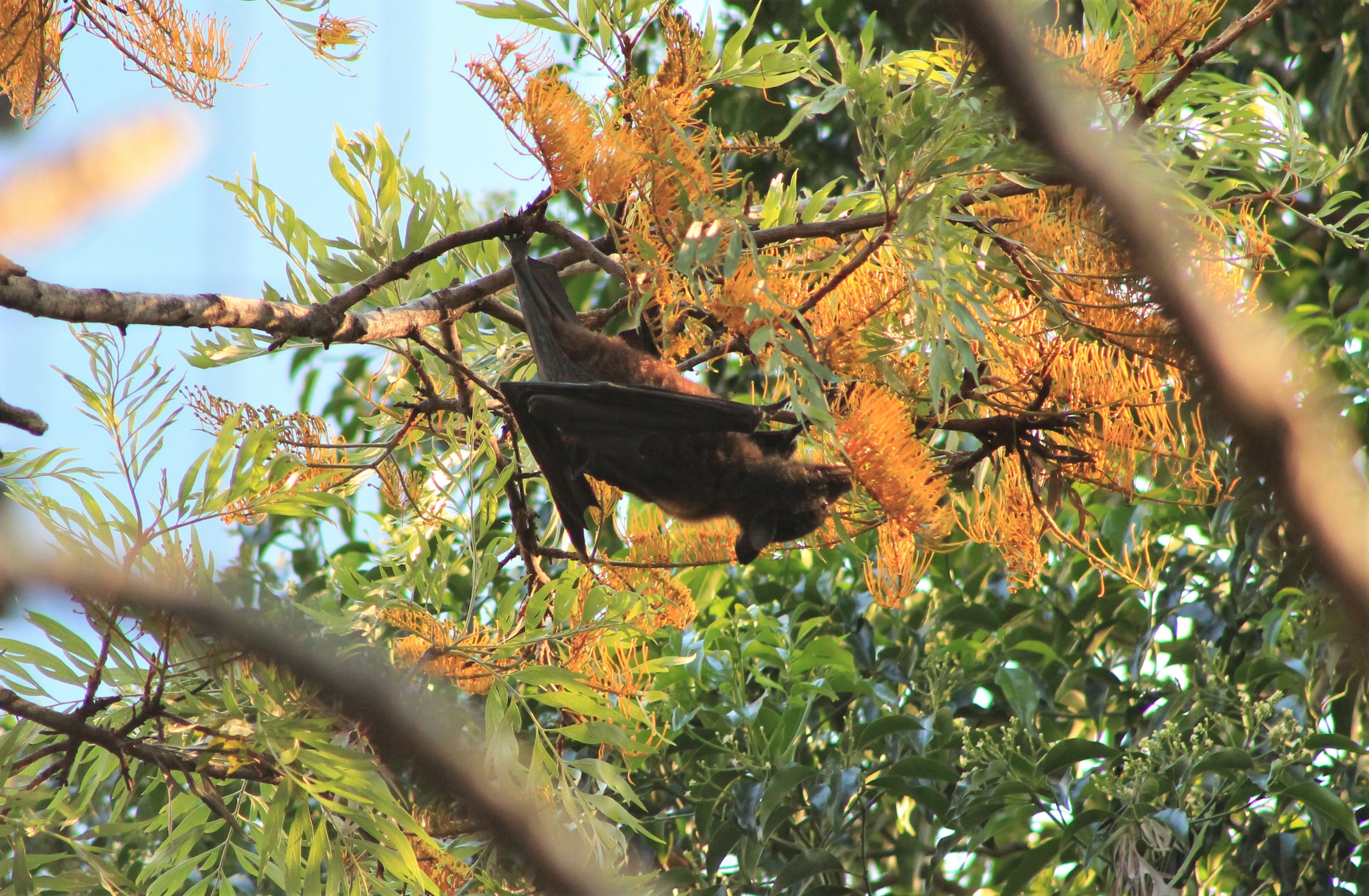 Little Red Flying Fox (Pteropus scapulatus), feeding on nectar