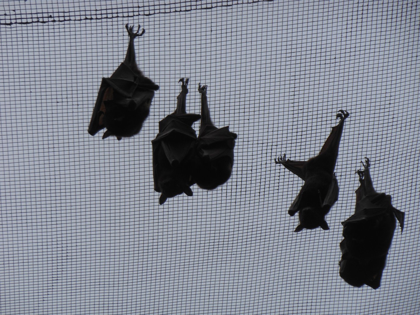 Little Red Flying Fox (Pteropus scapulatus)