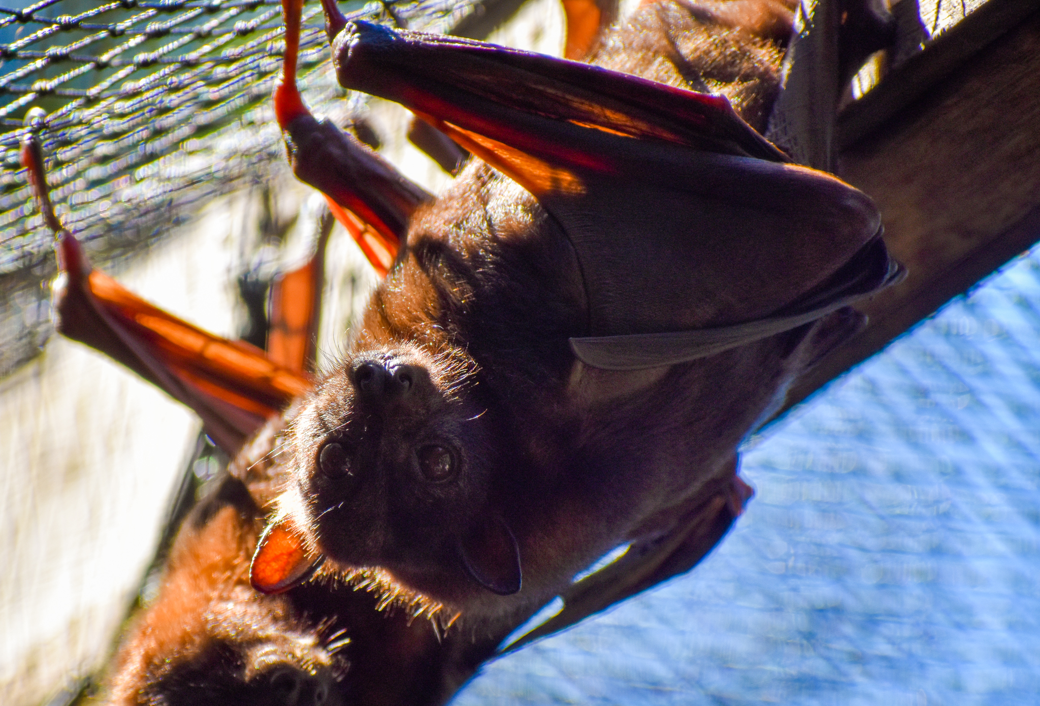 Little Red Flying Fox (Pteropus scapulatus)