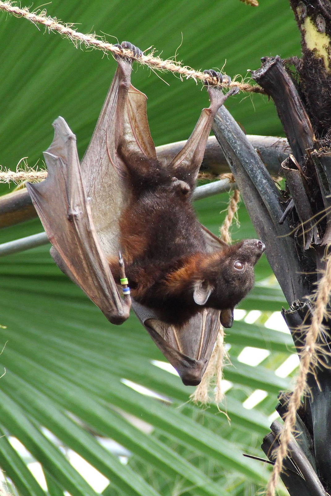 Little Red Flying Fox, Rare Species Conservation Centre, Sandwich