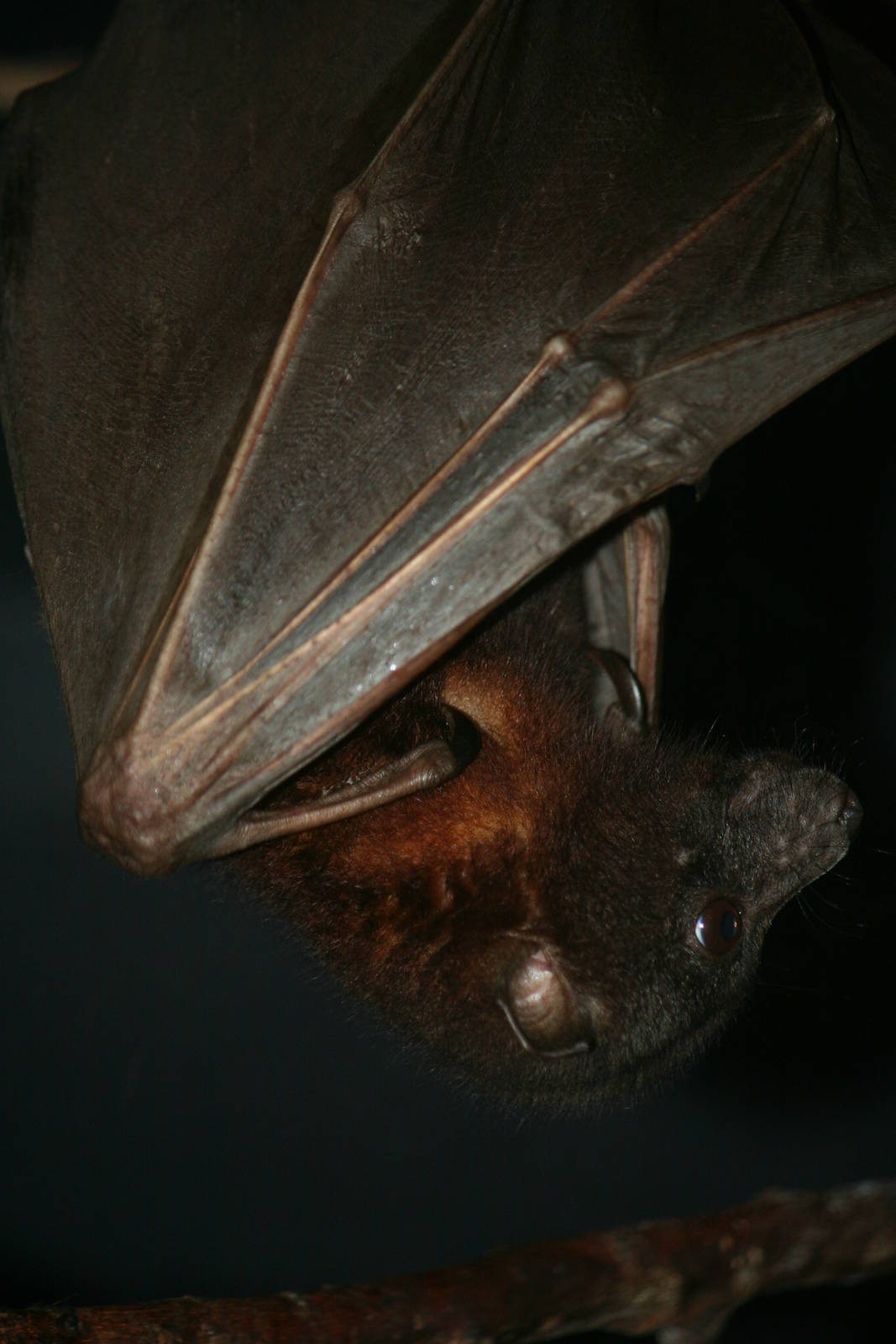 Little red flying fox