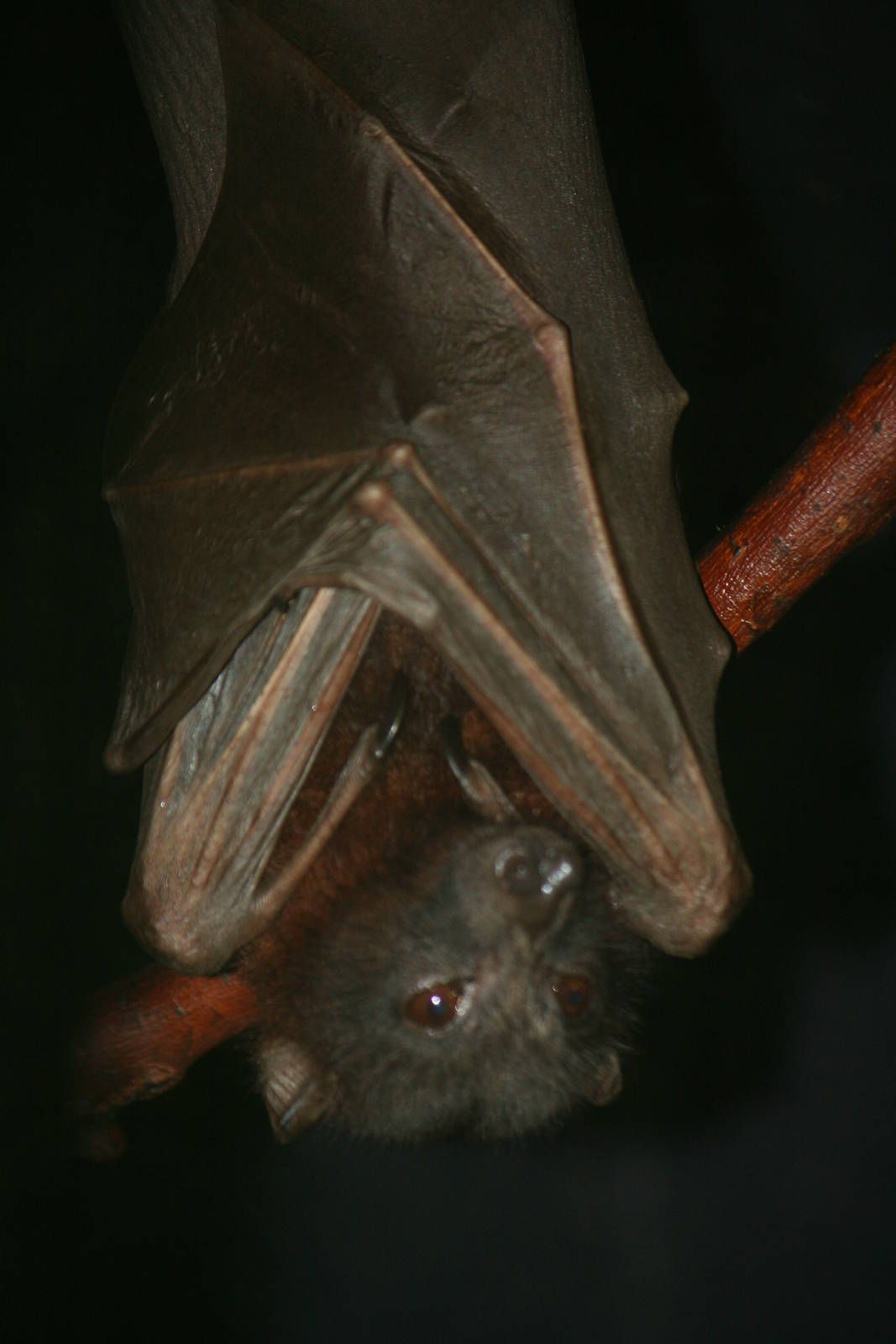 Little red flying fox