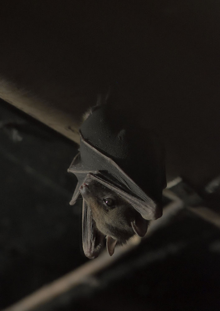 Little red flying fox?