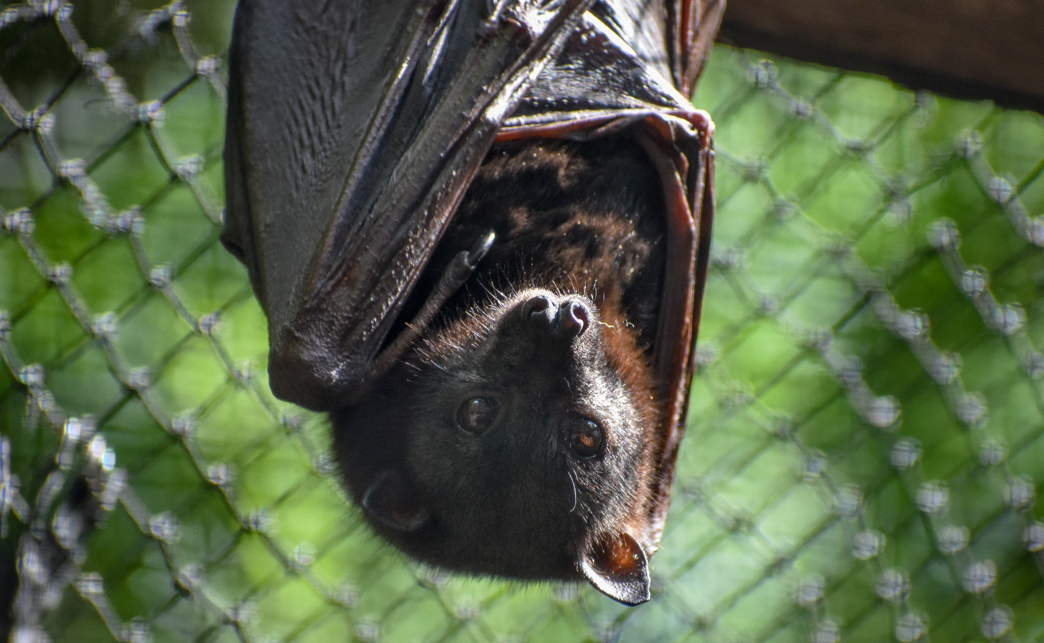 Little Red Flying-Fox