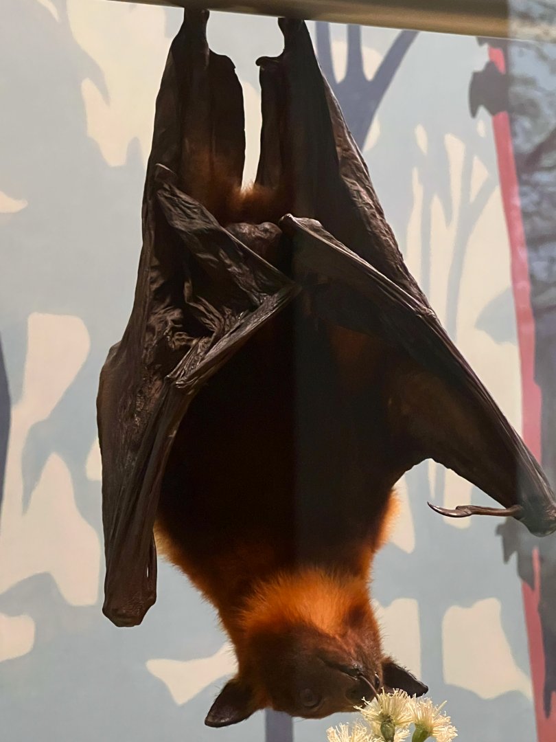 Little Red Flying Fox