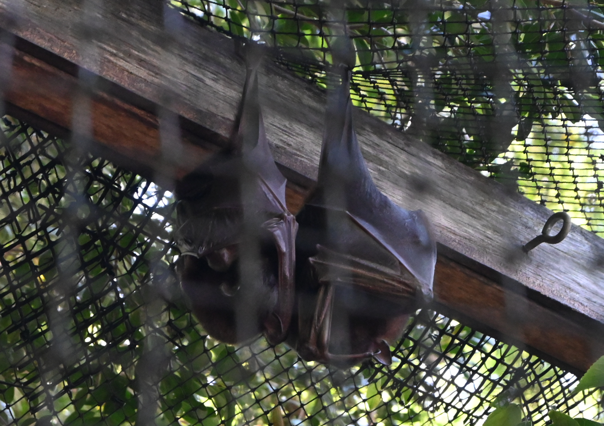 Little Red Flying-fox