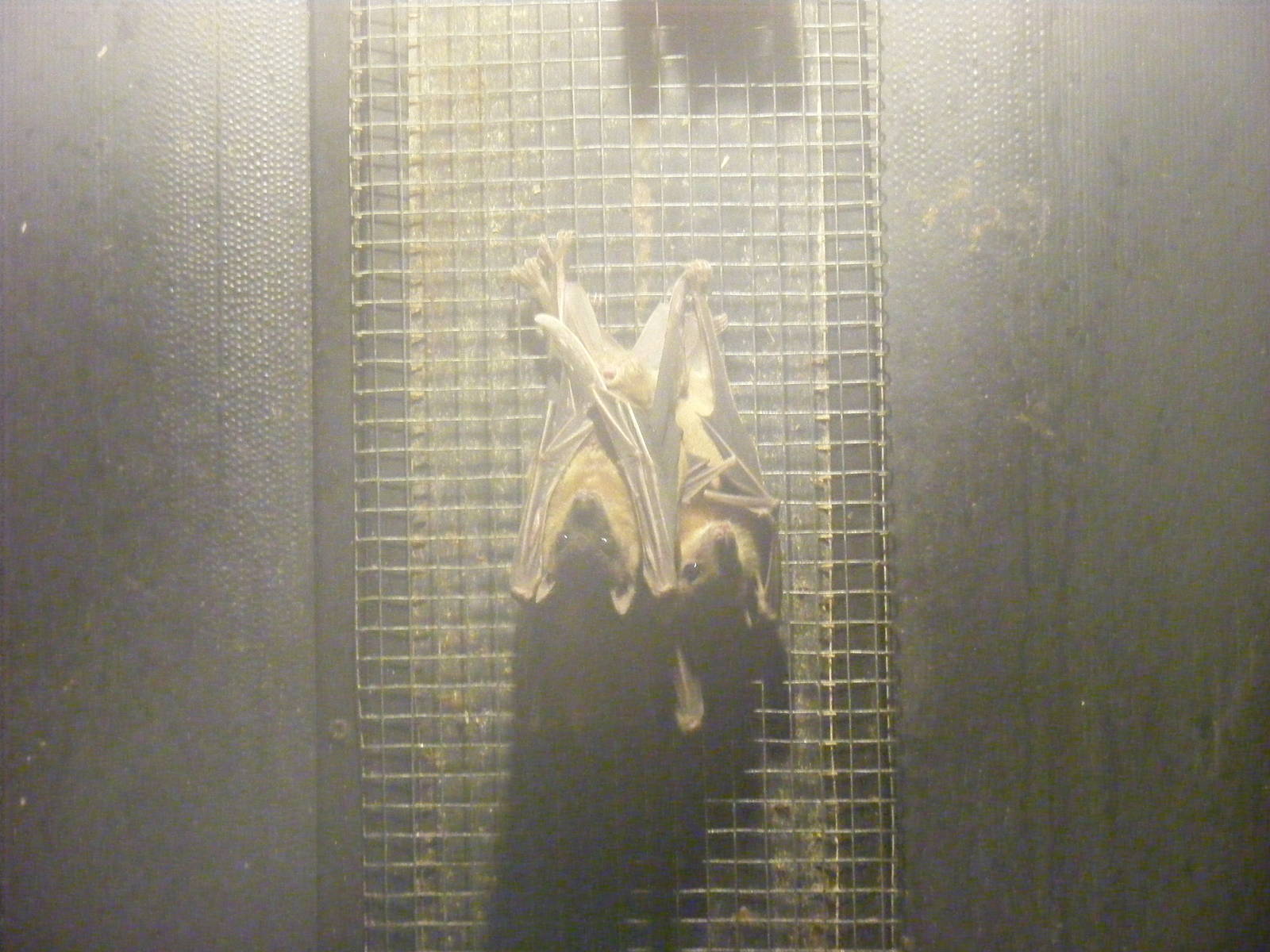 Little red flying foxes at Wingham Wildlife Park, 2 April 2010