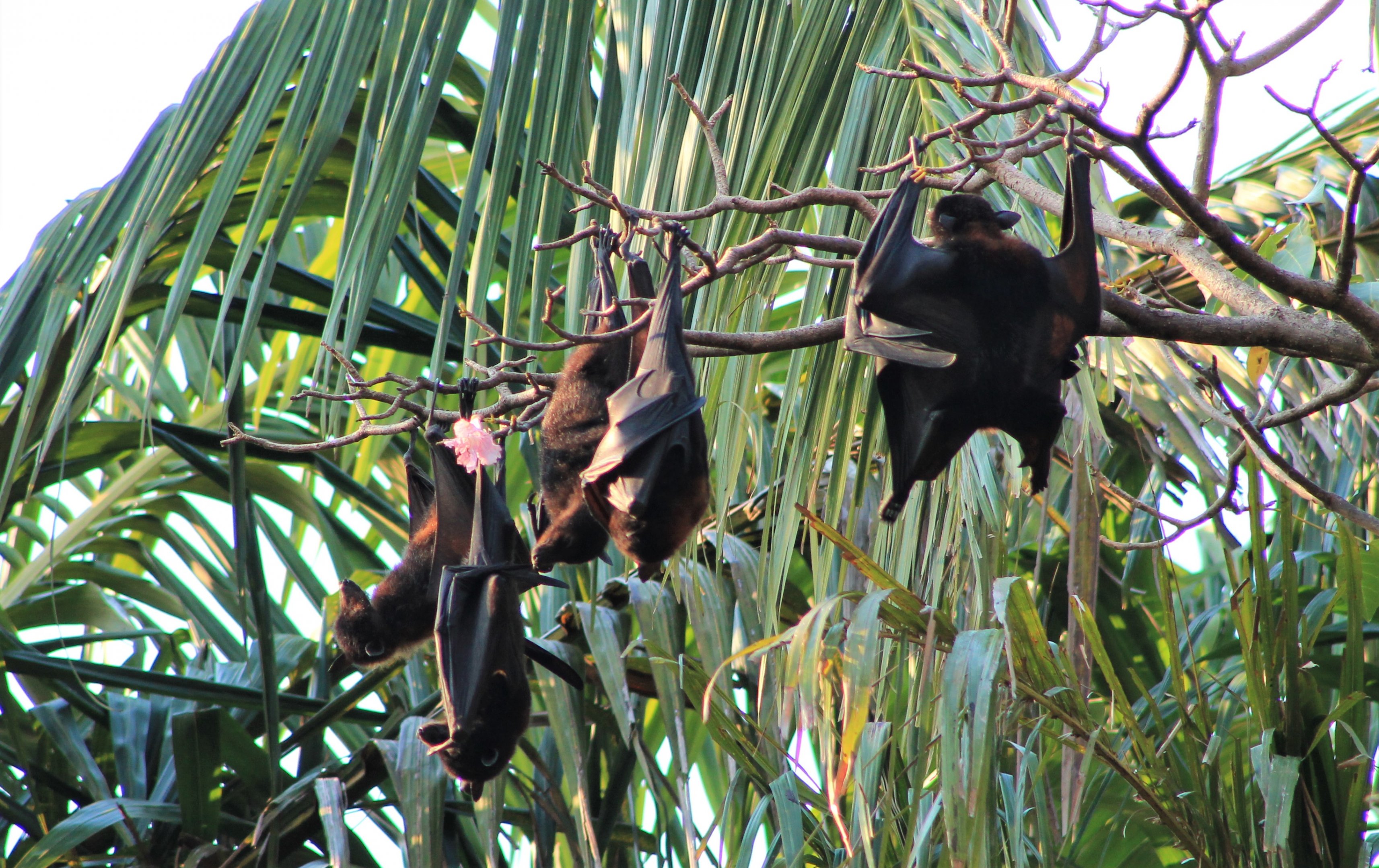 Little Red Flying Foxes (Pteropus scapulatus)