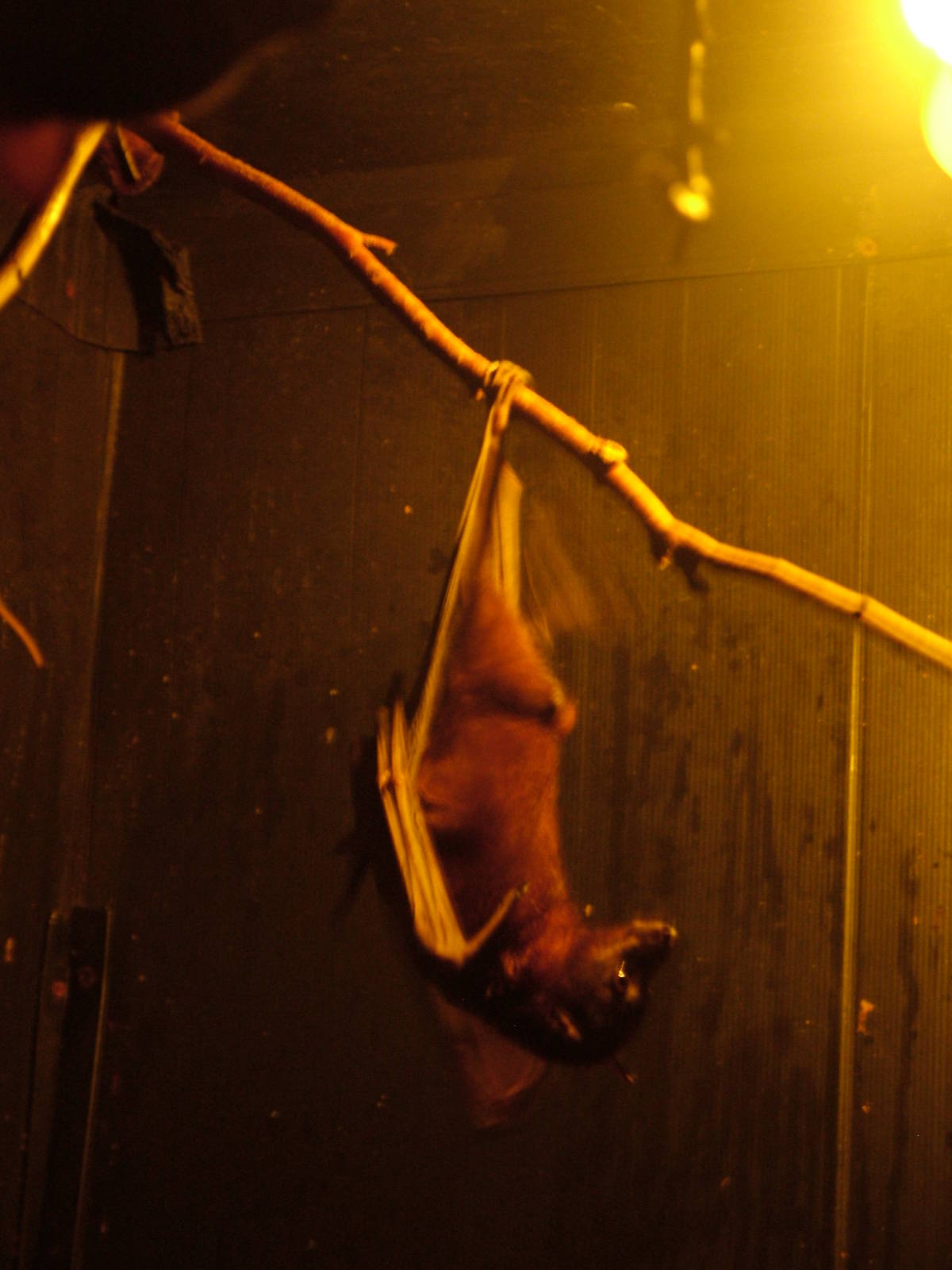 Little Red Fruit Bat at Wingham WP, 31/07/10