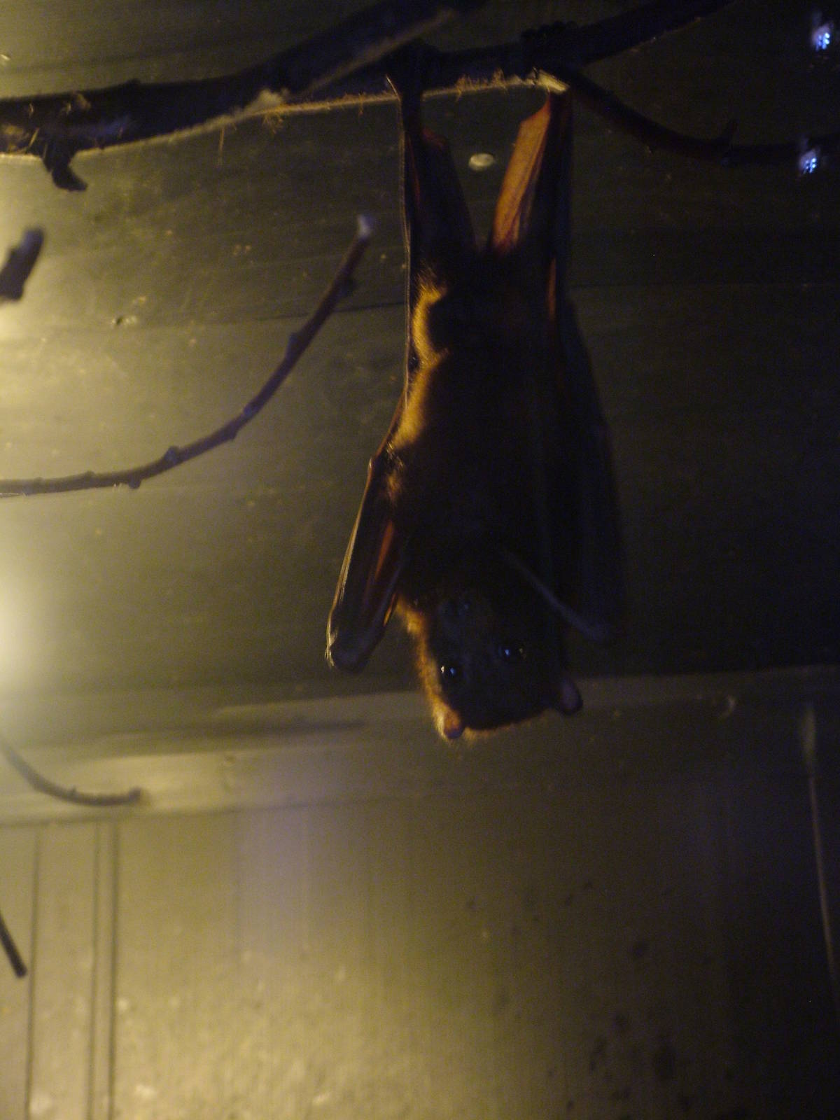 Little Red Fruit Bat at Wingham WP, 31/07/10