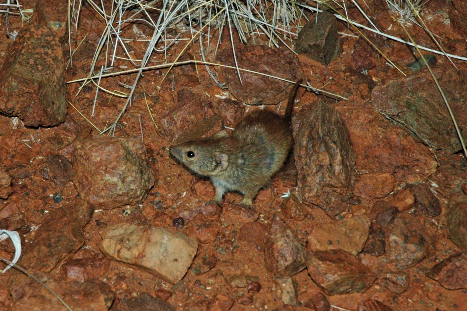 Little Red Kaluta (Dasykaluta rosamondae)