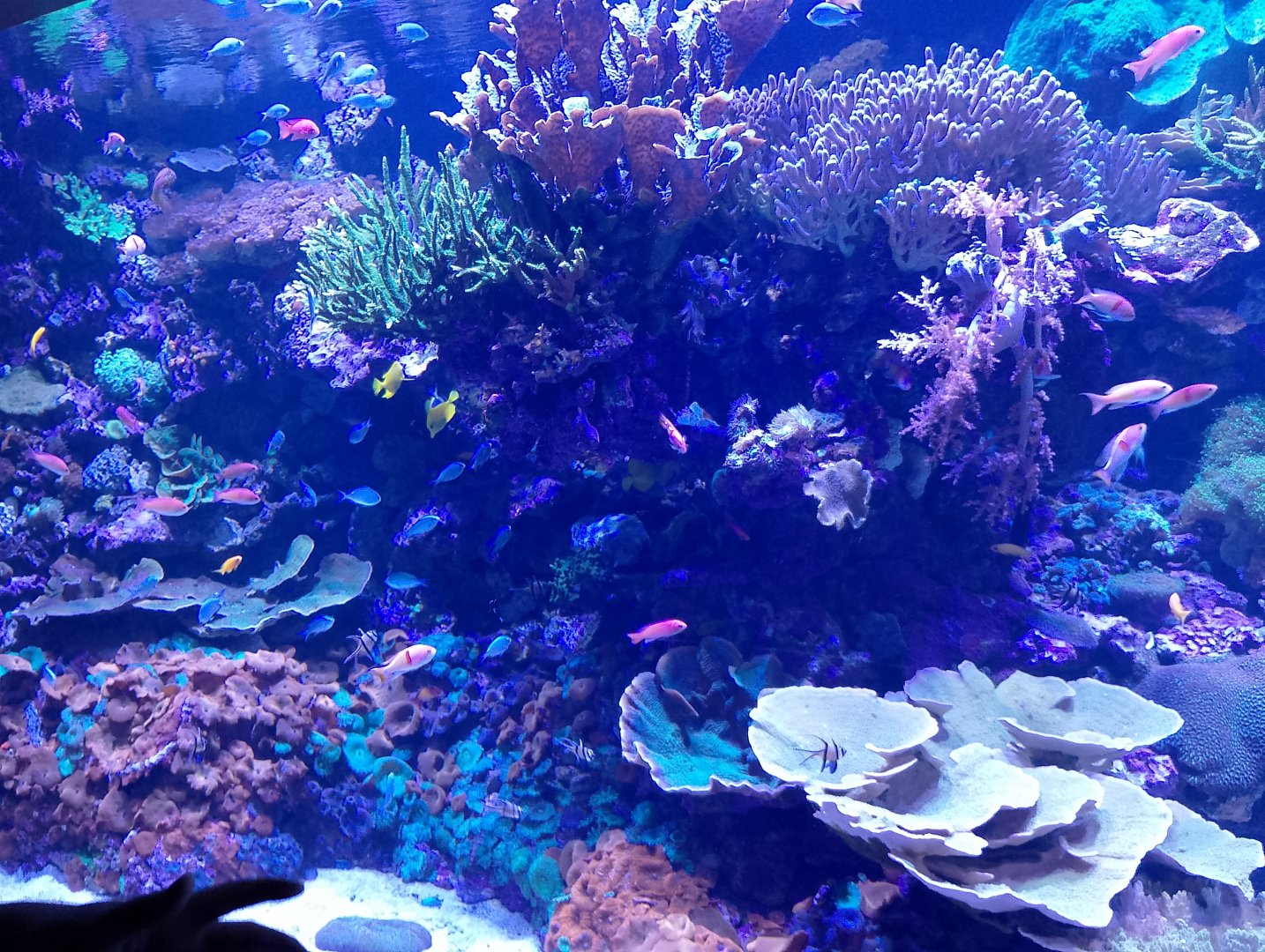 Little reef tank