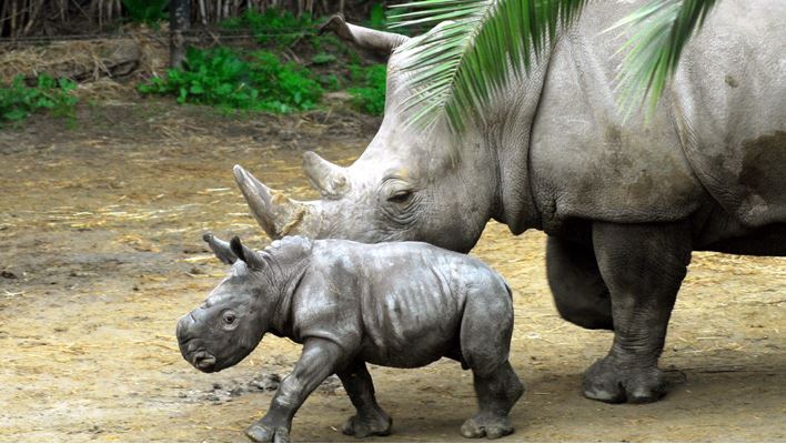 little rhino