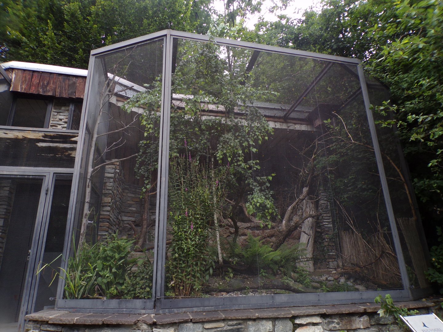 Little ringed plover and lesser whitethroat aviary 9.7.25