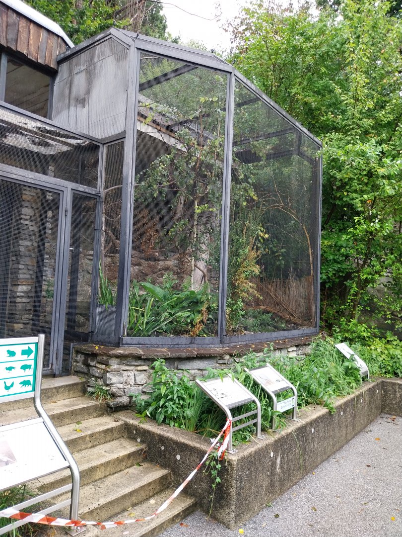 Little ringed plover and white wagtail aviary