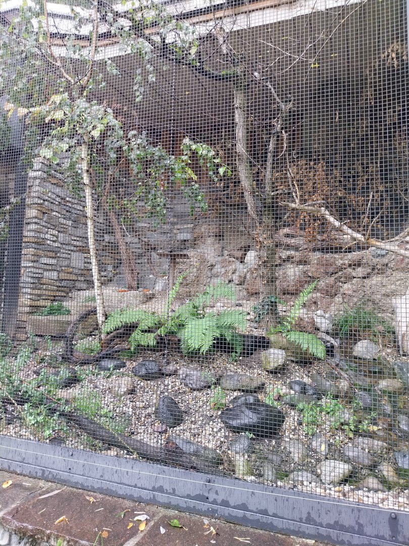 Little ringed plover and white wagtail aviary