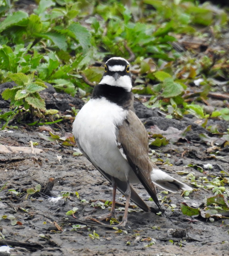 Little Ringed Plover - Charadrius dubius