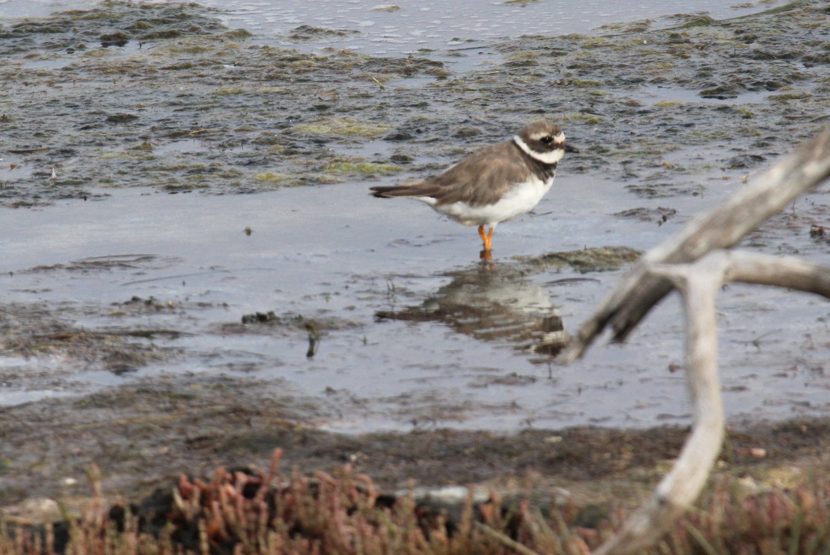 Little Ringed Plover (Charadrius dubius)