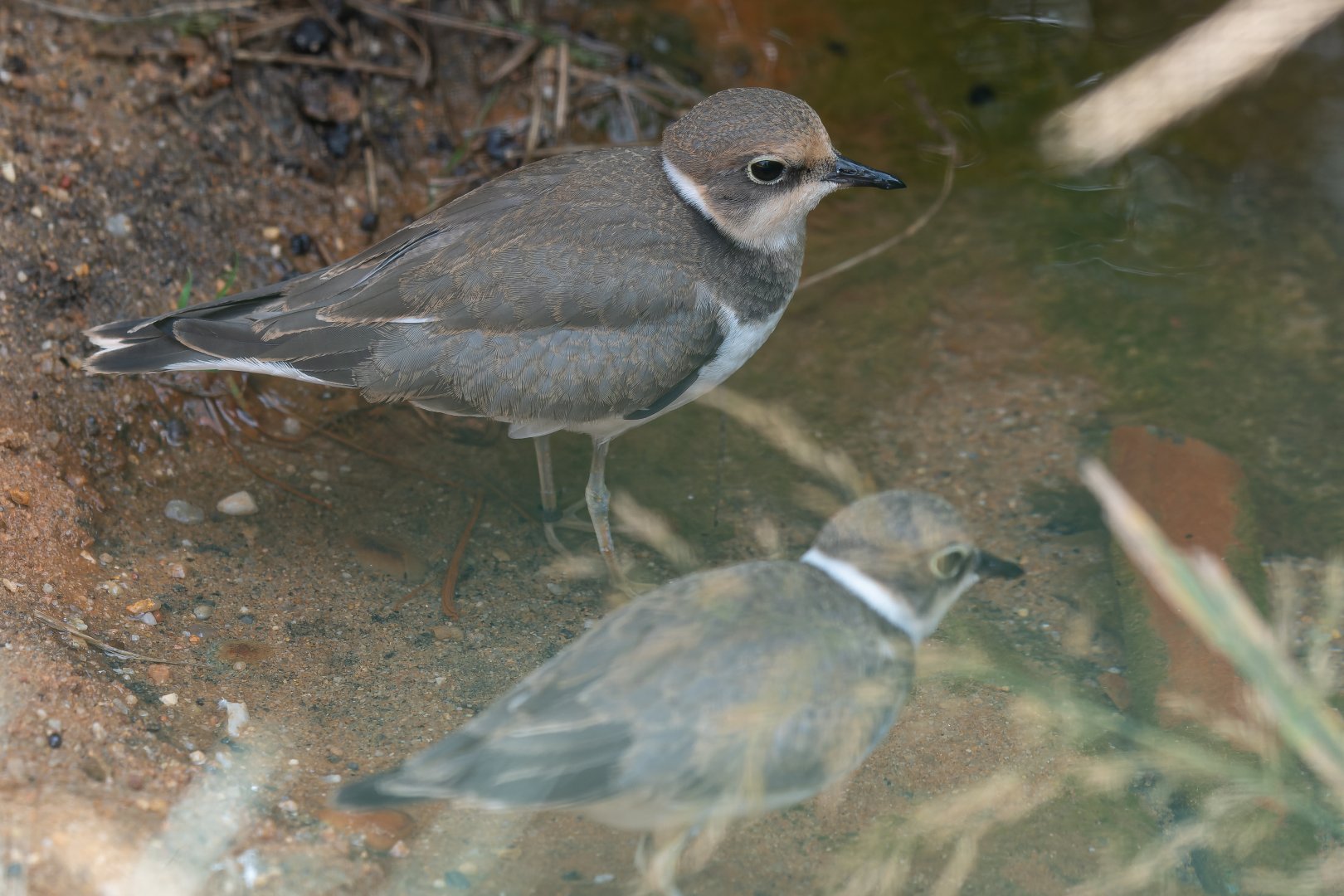 Little ringed plover? -  Zoo Plzeň