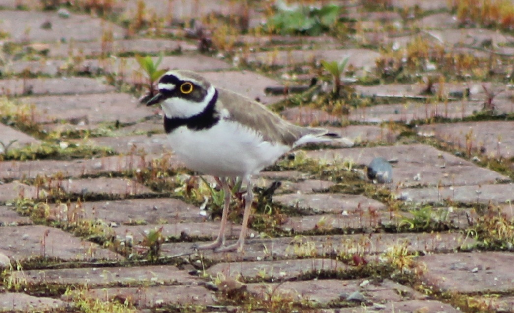 little ringed plover