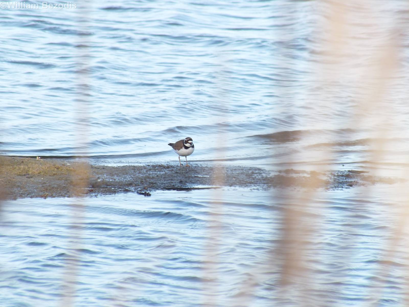 Little Ringed Plover