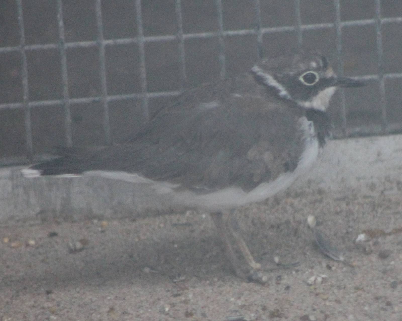Little ringed plover